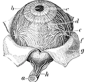 HCP-centric<br/> Strategy